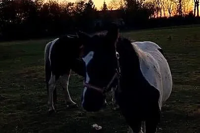 Sprzedam konie, Lubuskie, Szprotawa