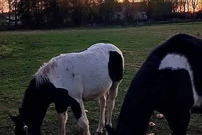 Sprzedam konie, Lubuskie, Szprotawa
