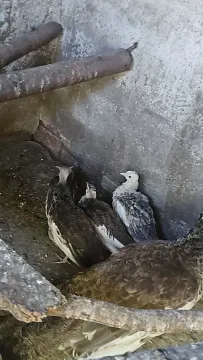 Zmienia woliere papugi I pawie w razie pytań mozna dzwonic, , Rydzyna