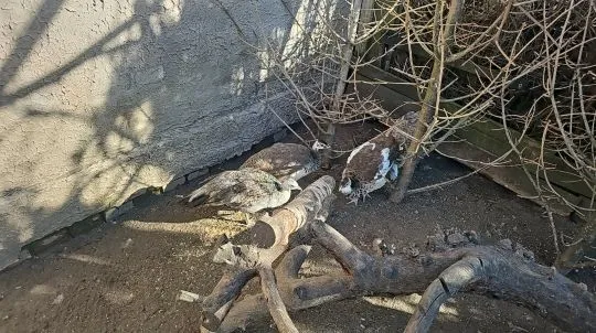 Zmienia woliere papugi I pawie w razie pytań mozna dzwonic, , Rydzyna