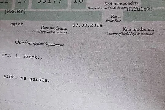 Ogier Hucuł Shrek 8 letni, Małopolskie, Troks