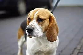 Sympatyczny i łagodny beagle Kleks szuka domu, Piła