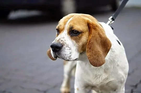 Sympatyczny i łagodny beagle Kleks szuka domu