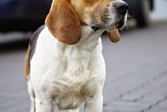 Sympatyczny i łagodny beagle Kleks szuka domu