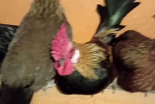 Kokuty