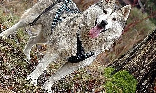 Belfer - duży, puchaty psiak w typie husky szuka d