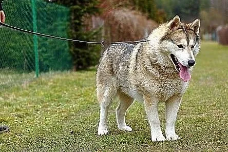 Belfer - duży, puchaty psiak w typie husky szuka d