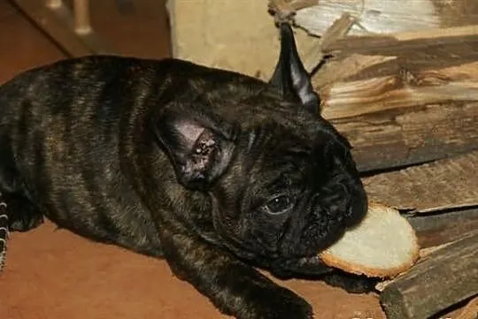 Buldog francuski FCI French Bulldog Bouledogue Fra