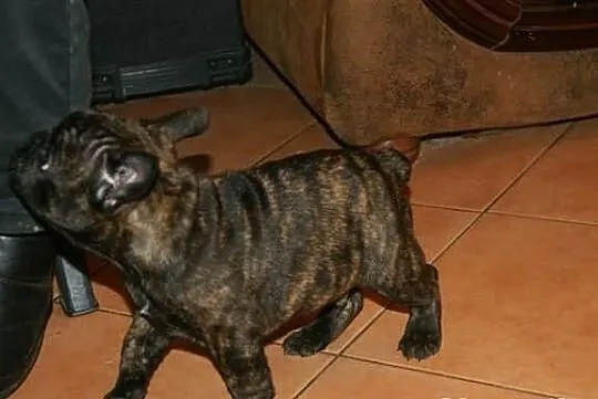 Buldog francuski FCI French Bulldog Bouledogue Fra