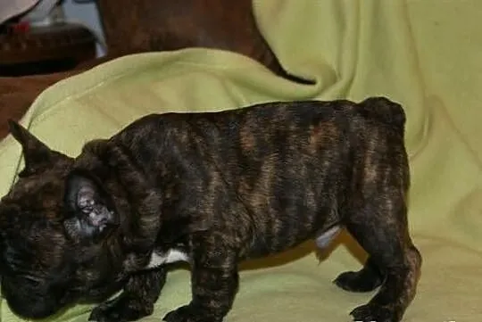 Buldog francuski FCI French Bulldog Bouledogue Fra