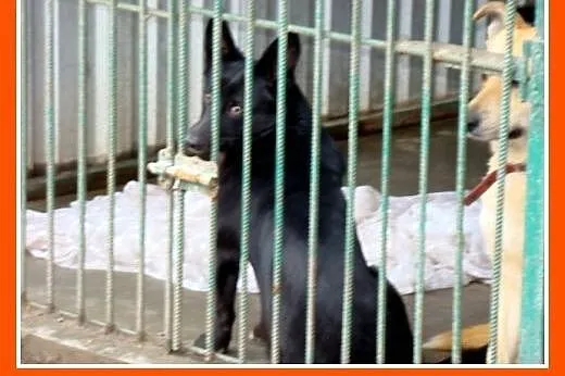 Mały 10 kg czarny piesek stróżujący do domu z ogró