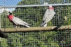Kakadu Rózowe para