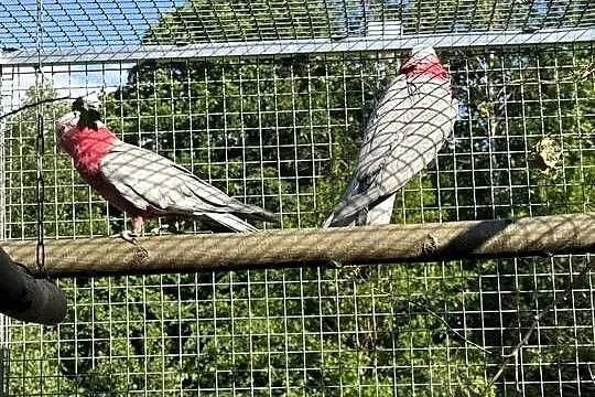 Kakadu Rózowe para