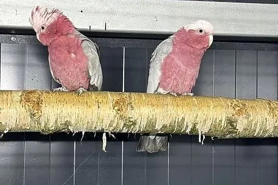Kakadu Rózowe para, Śląskie, Połomia