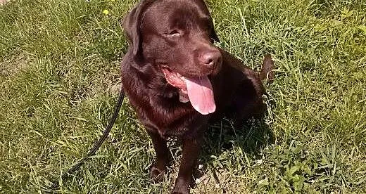 Krycie labrador, opolskie Opole