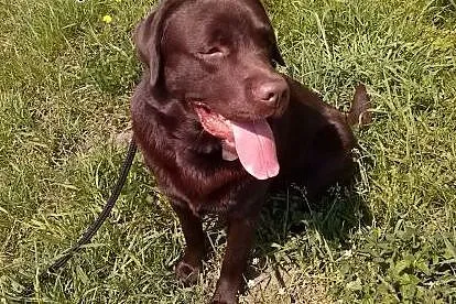 Krycie labrador,  opolskie Opole