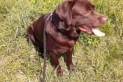 Krycie labrador,  opolskie Opole
