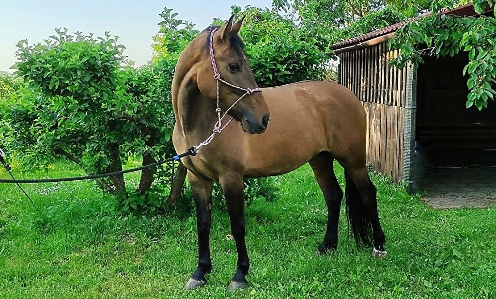Klacz 6 lat KUC 145cm gr D, ,