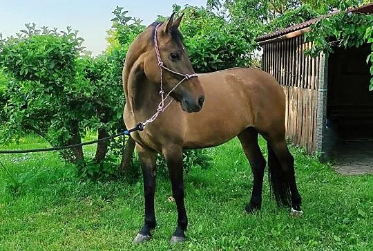 Klacz 6 lat KUC 145cm gr D