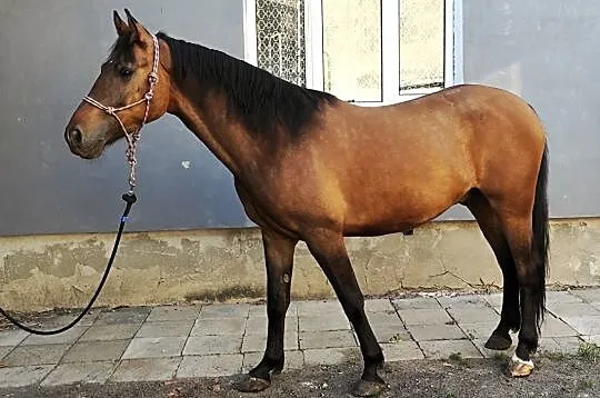 Klacz 6 lat KUC 145cm gr D, , 