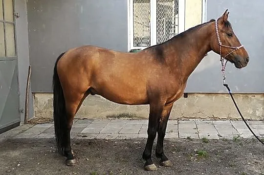 Klacz 6 lat KUC 145cm gr D, , 