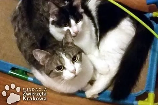Prawdziwi przyjaciele,  małopolskie Kraków