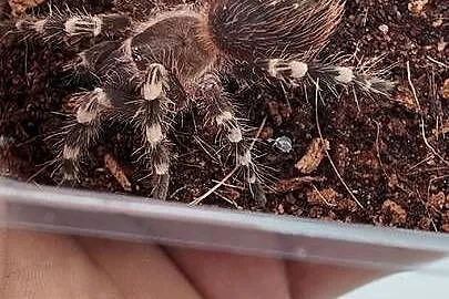 Acanthoscurria geniculata ptasznik białokolanowy