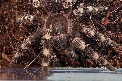 Acanthoscurria geniculata ptasznik białokolanowy, Warmińsko-mazurskie, Olsztyn