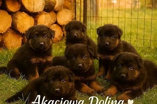 Szczeniaki owczarka niemieckiego długowłosego ciemnego podpalanego