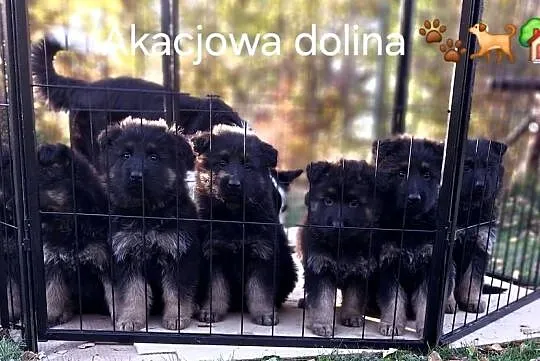 Szczeniaki owczarka niemieckiego długowłosego ciemnego podpalanego, Śląskie, Mykanów