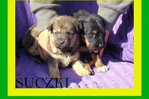 4tyg SZCZENIACZKI,pieski i suczki,dla doświadczony