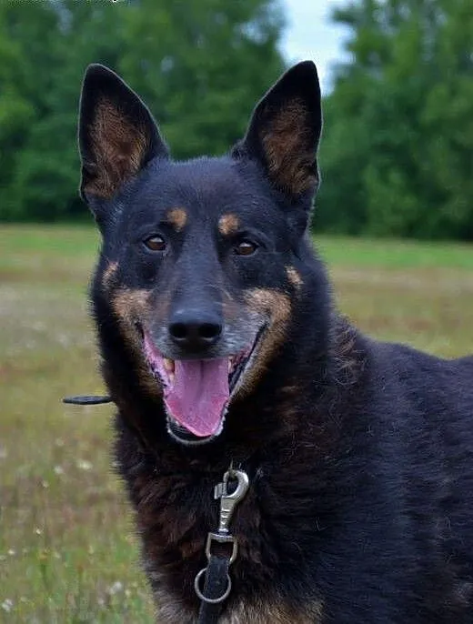 Nero to piękny senior, po przejściach, szuka dobre