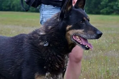 Nero to piękny senior, po przejściach, szuka dobre