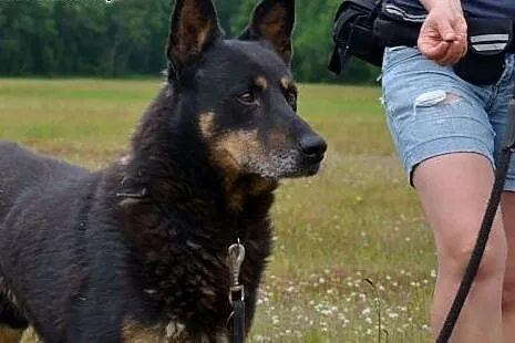 Nero to piękny senior, po przejściach, szuka dobre