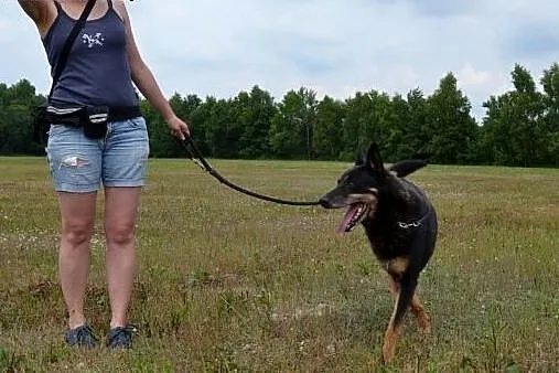 Nero to piękny senior, po przejściach, szuka dobre