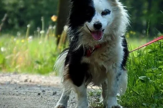 PIRAT-piekny,młody kudłacz,adopcja!!,  świętokrzys