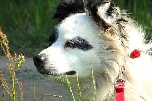 PIRAT-piekny,młody kudłacz,adopcja!!,  świętokrzys
