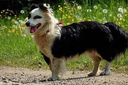 PIRAT-piekny,młody kudłacz,adopcja!!,  świętokrzys