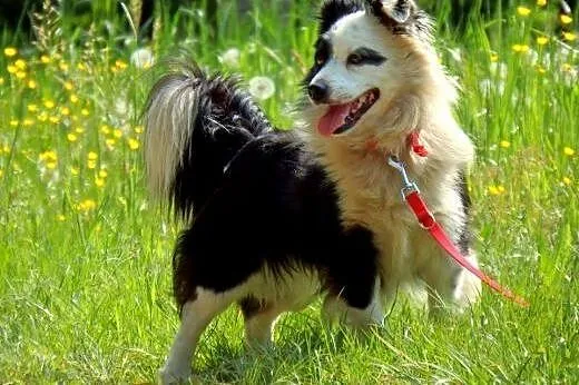 PIRAT-piekny,młody kudłacz,adopcja!!,  świętokrzys