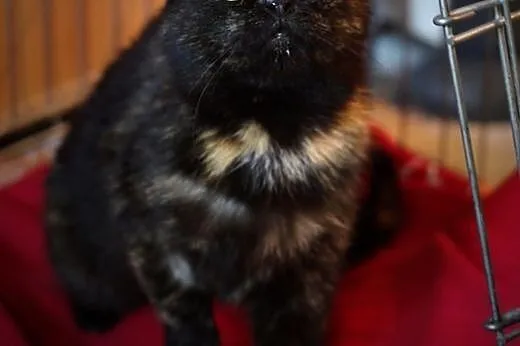 Migotka szuka miejsca w Twoim sercu,  mazowieckie 