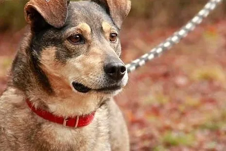KLUSECZKA - cudowna sunia do adopcji!,  podlaskie Białystok