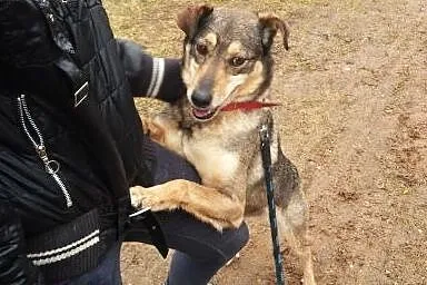 KLUSECZKA - cudowna sunia do adopcji!,  podlaskie 
