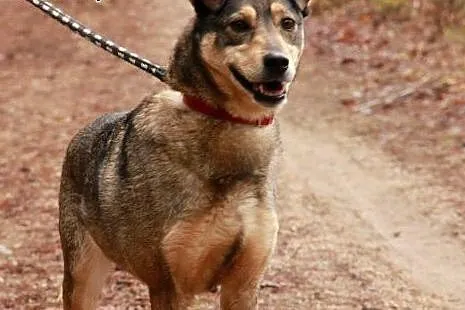 KLUSECZKA - cudowna sunia do adopcji!,  podlaskie 