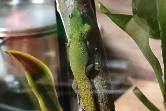 Para felsum gruboogonowych, Śląskie, Gliwice