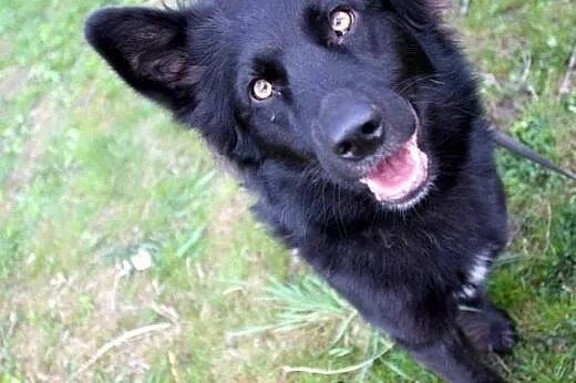 Czarnuszki o bursztynowych oczach! ADOPCJA,  mazowieckie Warszawa
