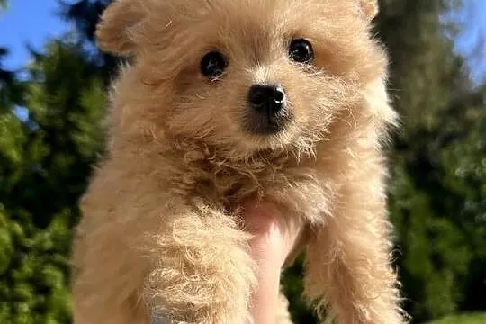 Piesek Pomapoo Miniaturka z rodowodem śliczny mały puchaty miś Maltipoo Toy