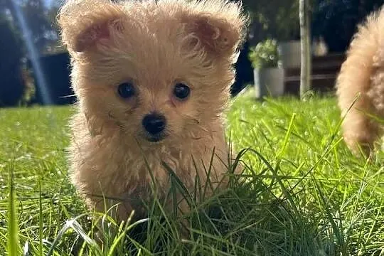Piesek Pomapoo Miniaturka z rodowodem śliczny mały puchaty miś Maltipoo Toy, Kujawsko-pomorskie, Toruń