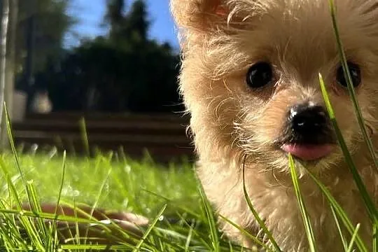 Piesek Pomapoo Miniaturka z rodowodem śliczny mały puchaty miś Maltipoo Toy, Kujawsko-pomorskie, Toruń