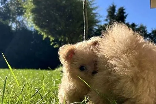 Piesek Pomapoo Miniaturka z rodowodem śliczny mały puchaty miś Maltipoo Toy, Kujawsko-pomorskie, Toruń