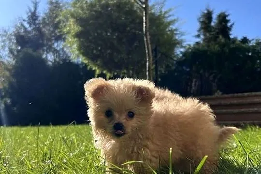 Piesek Pomapoo Miniaturka z rodowodem śliczny mały puchaty miś Maltipoo Toy, Kujawsko-pomorskie, Toruń